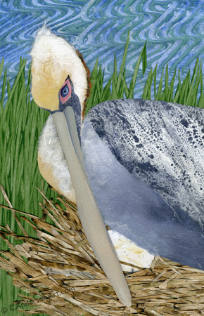 pelican nesting